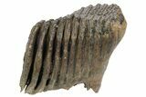Partial Woolly Mammoth Fossil Molar - Poland #235272-2